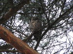 SX02859 Long-eared owl (Asio Otus) in 'Owl tree' Soesterduinen.jpg
